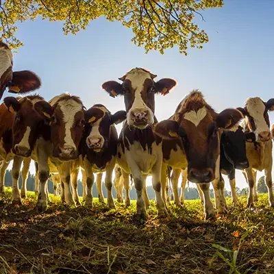 2010-10-09 Ardennes Cover
